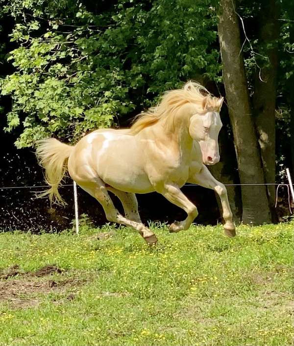 ranch-quarter-horse