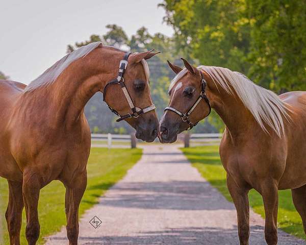 foundation-quarter-horse