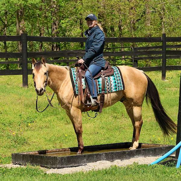 stallion-quarter-horse