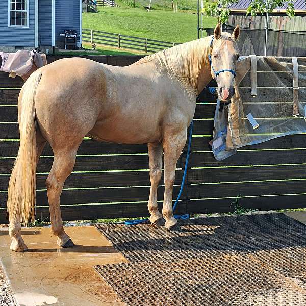 aqha-quarter-horse
