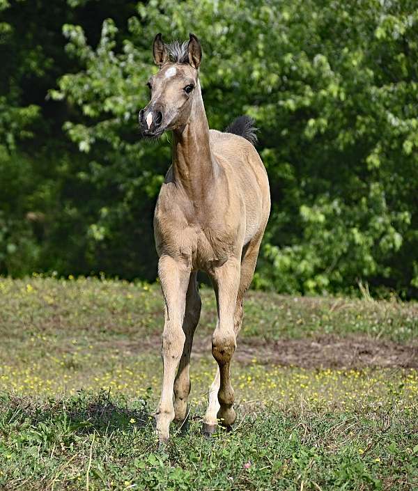 palomino-quarter-horse