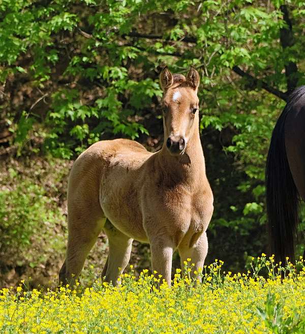 breeding-quarter-horse