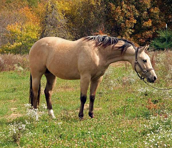 double-dilute-quarter-horse