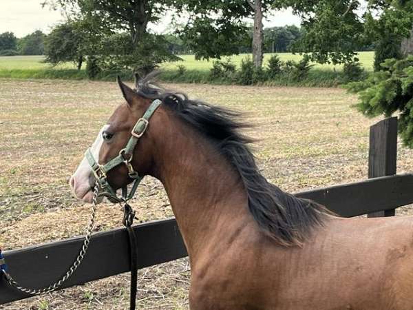 bay-large-white-blaze-pony