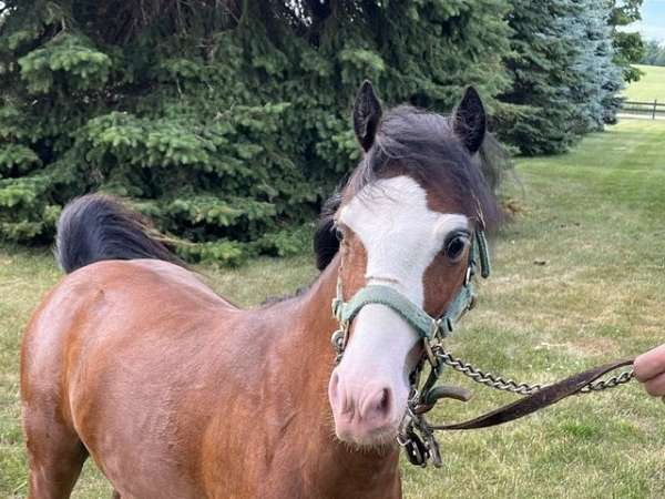 stud-shetland-pony