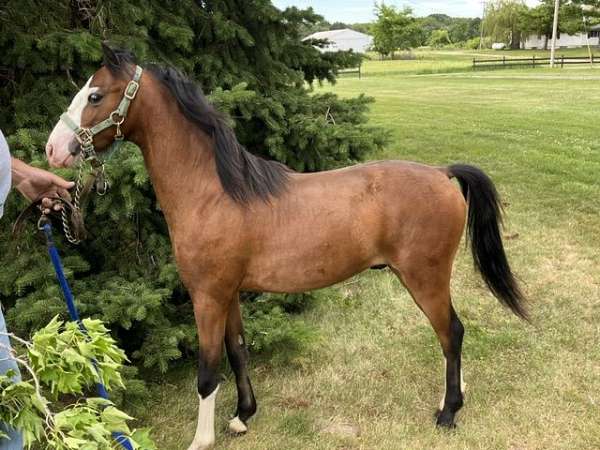 michigan-shetland-pony