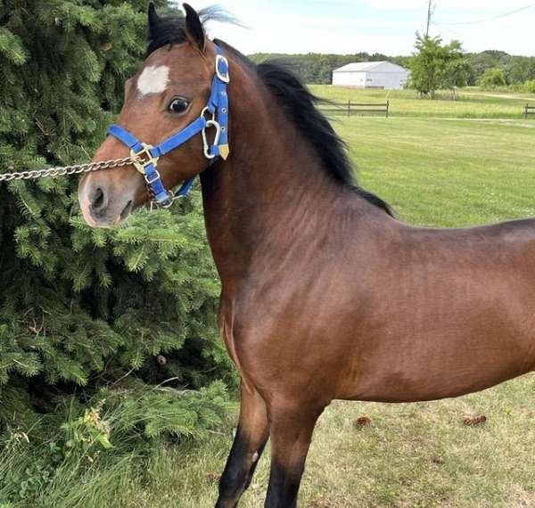 bay-white-star-4-legs-pony
