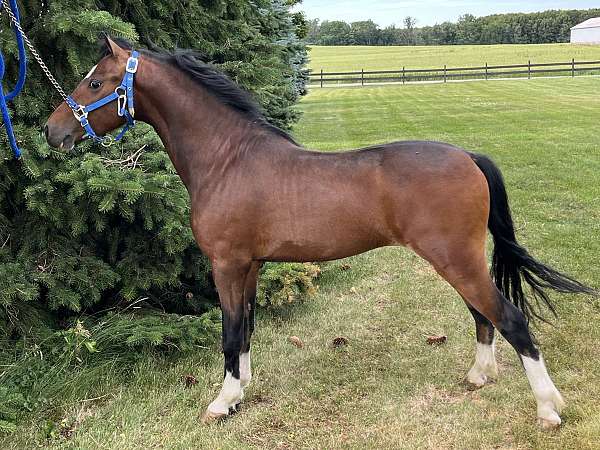white-star-4-legs-pony
