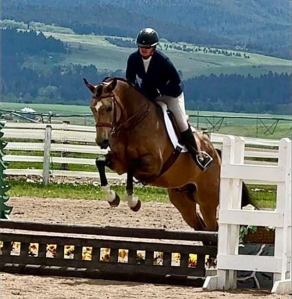 apha-usef-gelding