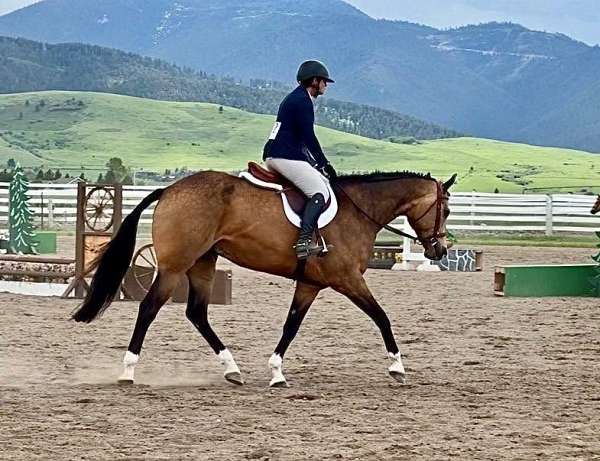 buckskin-paint-gelding