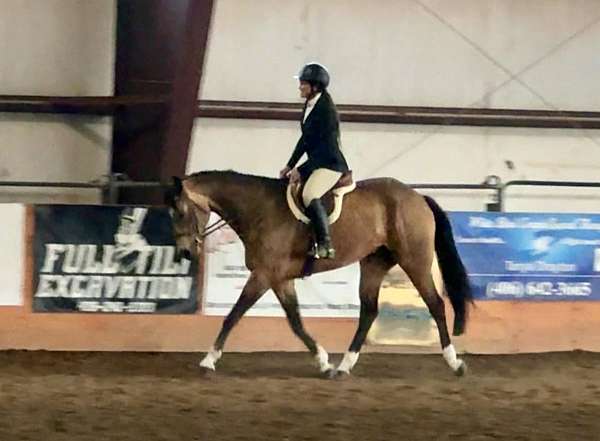apha-usef-horse