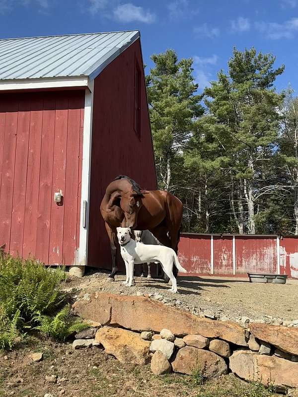 companion-thoroughbred-horse
