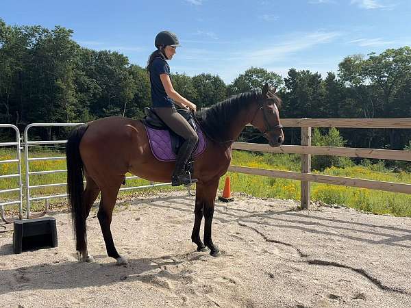 dressage-thoroughbred-horse