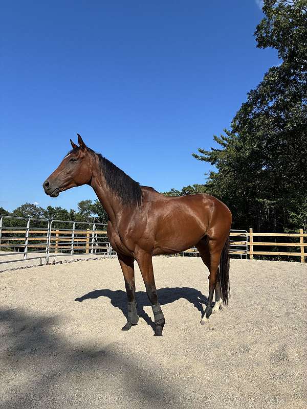 trail-riding-thoroughbred-horse