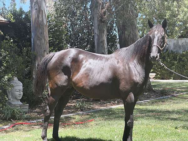 therapy-mare-foal