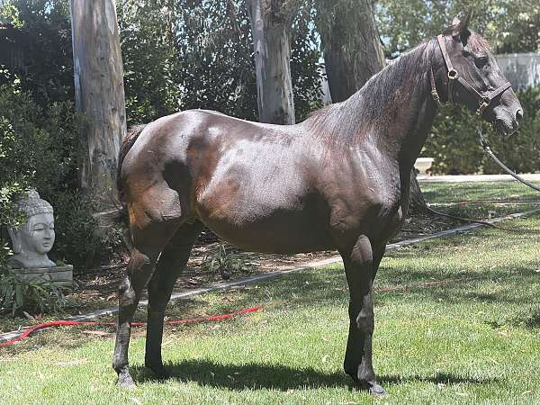 bay-jc-horse