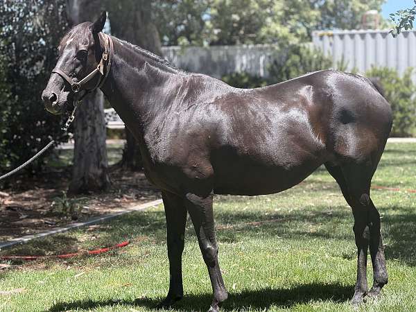 bay-mare-for-sale