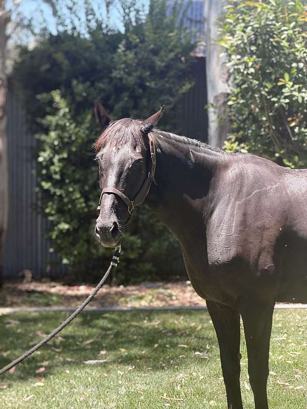 jc-mare