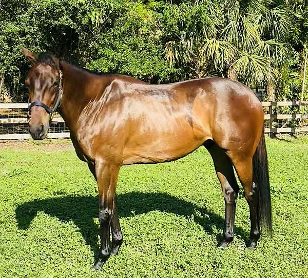 thoroughbred-horse-for-sale