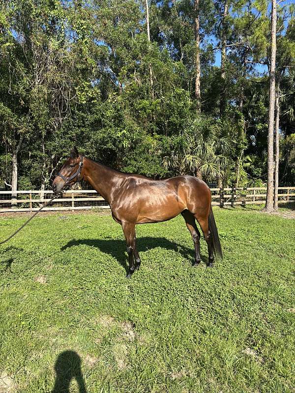 thoroughbred-gelding