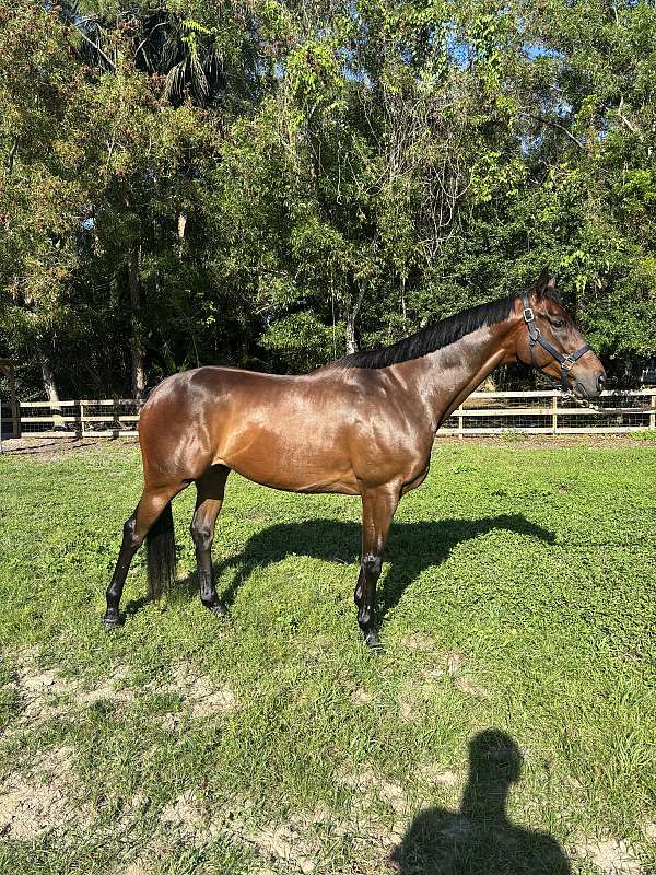 thoroughbred-horse