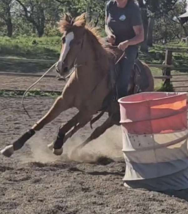 quarter-horse-filly
