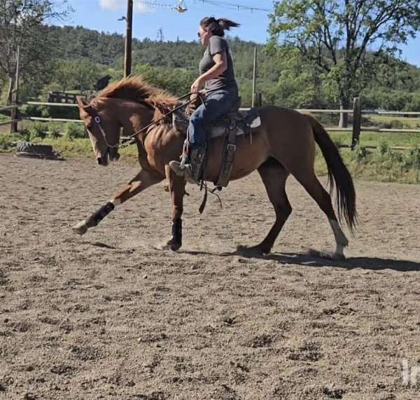 quarter-horse-for-sale