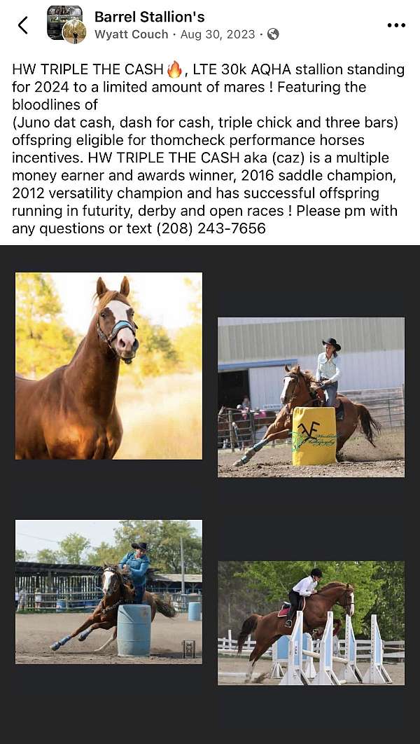 quarter-horse