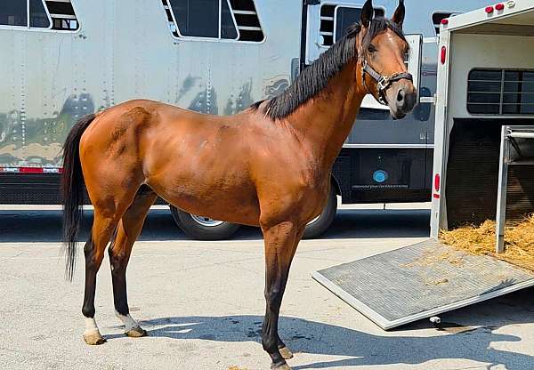 natural-horsemanship-trainin-thoroughbred-horse