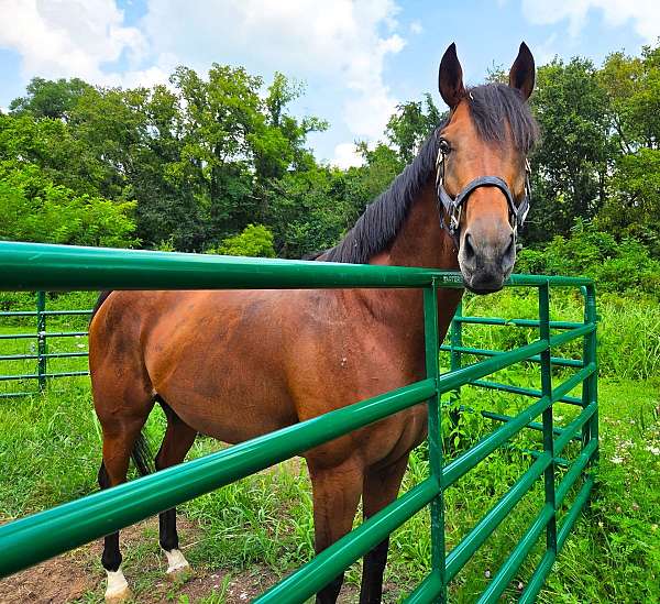 bay-natural-horsemanship-trainin-horse