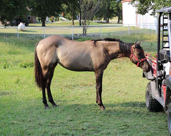 bueno-chex-jaz-ranch-quarter-horse