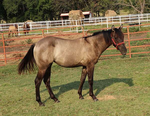 bueno-chex-jaz-ranch-horse