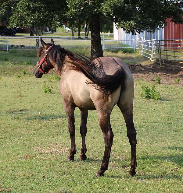 bueno-chex-jaz-ranch-filly