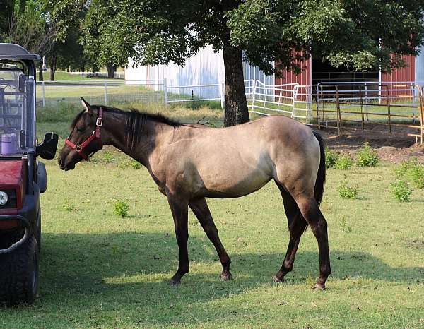 bueno-chex-jaz-ranch-filly-mare