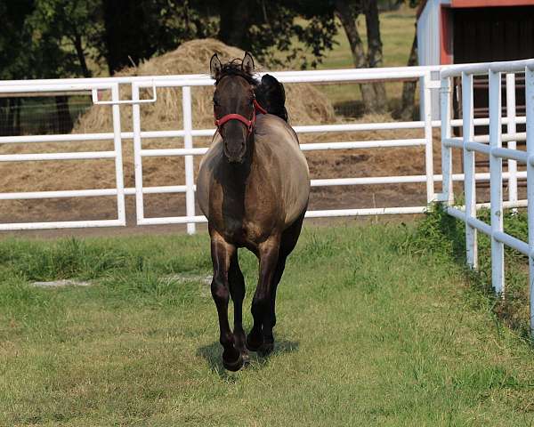 dun-factor-filly-mare