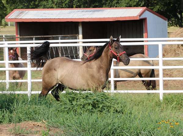 grulla-filly-mare-for-sale