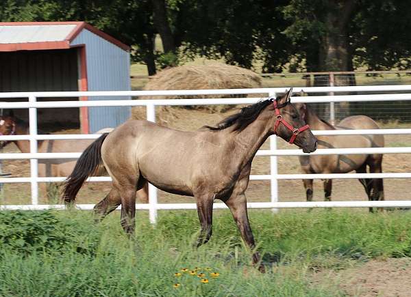 none-horse