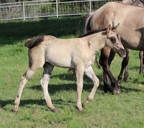 grulla-none-horse