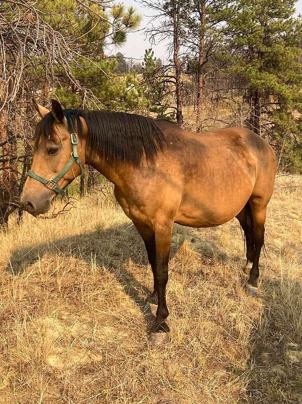 buckskin-star-socks-horse
