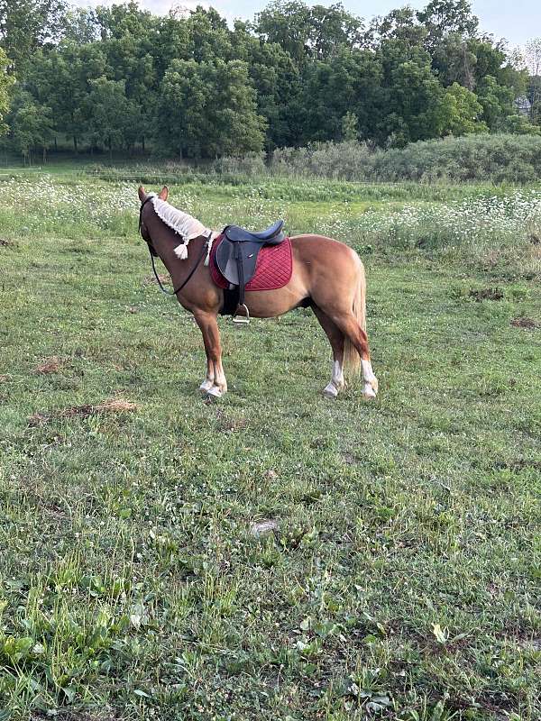 13-hand-morgan-gelding