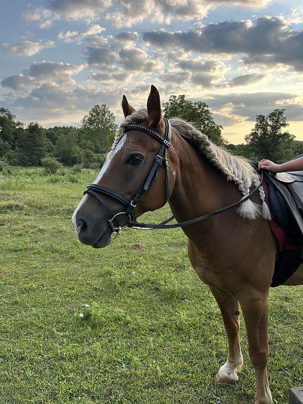 amhr-gelding