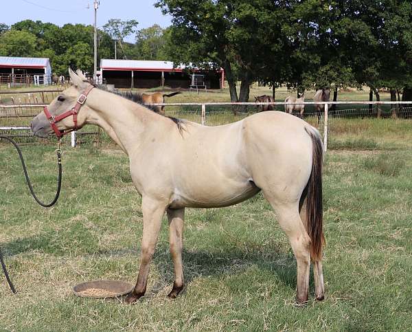 right-hind-pastern-white-carries-cream-dilution-horse