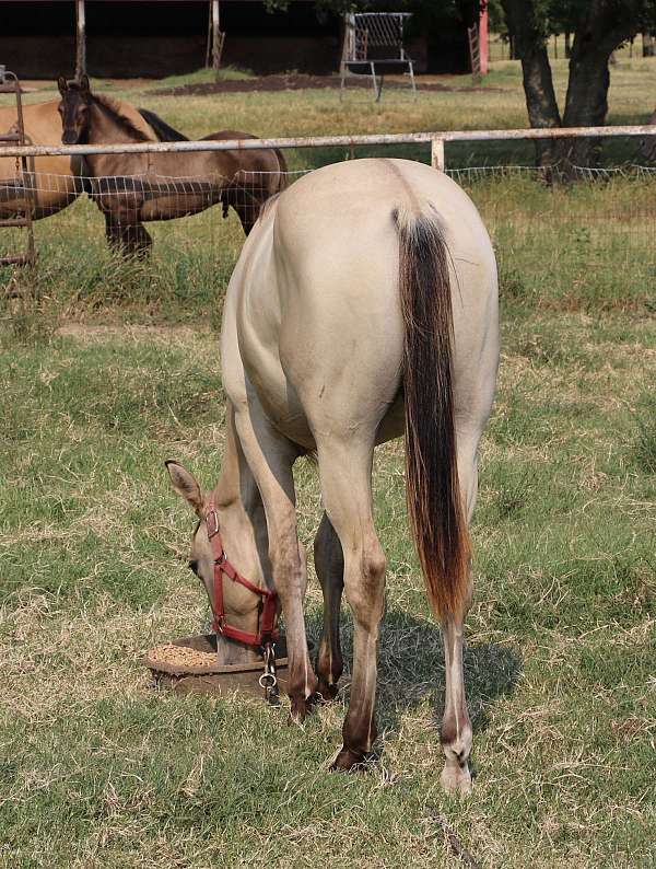 dun-w-blk-points-right-hind-pastern-white-carries-cream-dilution-horse