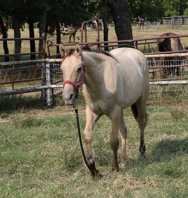right-hind-pastern-white-carries-cream-dilution