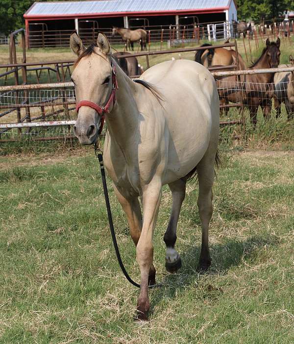 ben-mark-filly