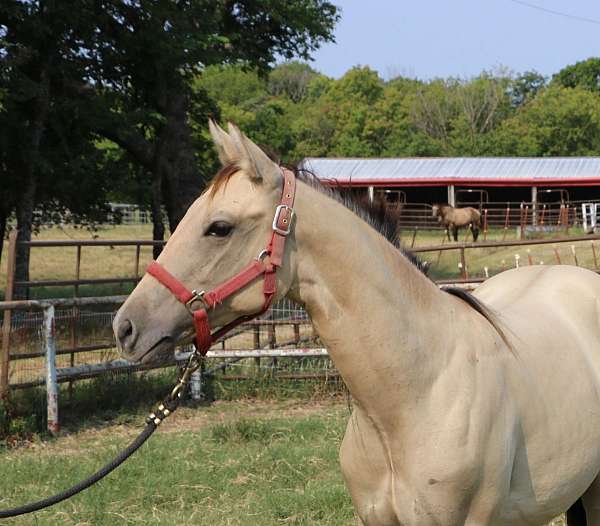 mr-gun-smoke-filly