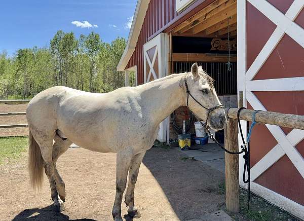 project-mustang-horse
