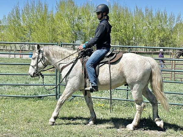 halter-mustang-horse