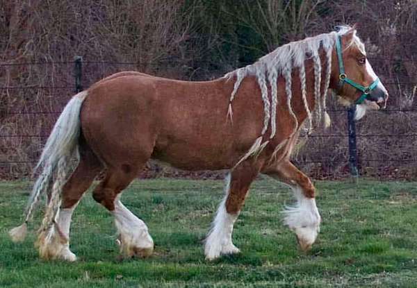 bond-gypsy-vanner-horse