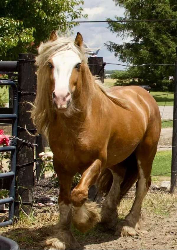 compact-gypsy-vanner-horse